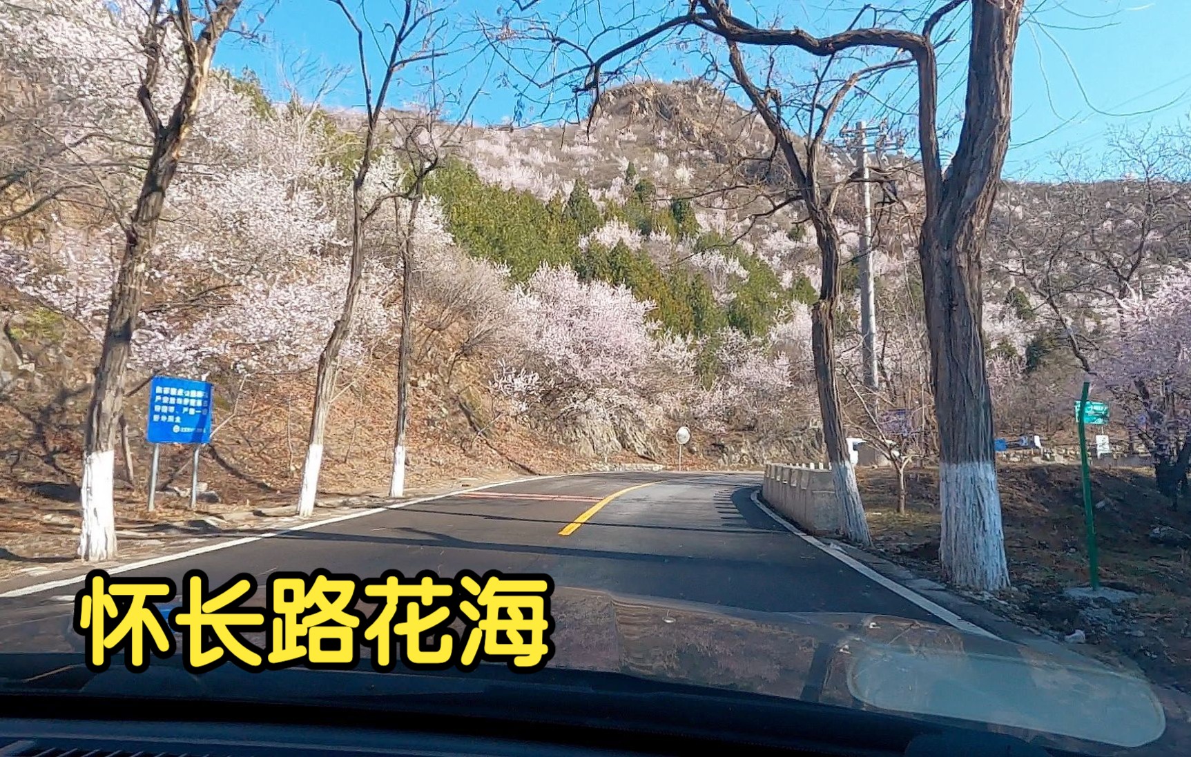 怀长路花海盛开拍于3月31号北京自驾游京郊赏花