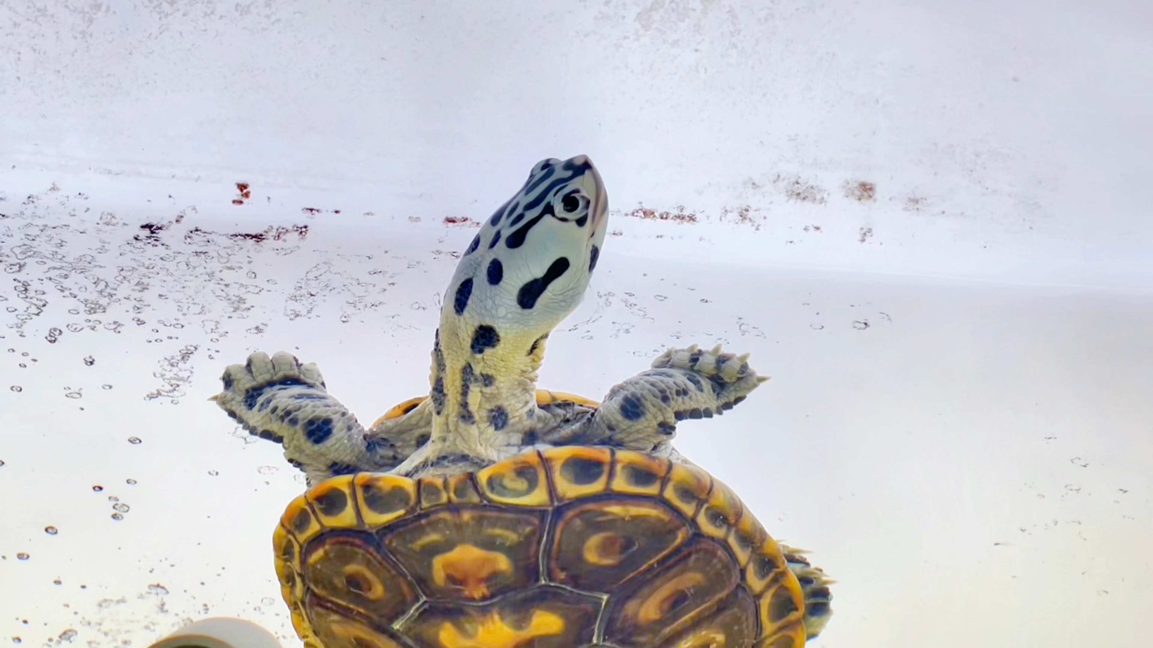 互动之王钻纹龟,皇冠钻纹龟,豹子钻纹龟,大花钻纹龟#爬宠 #钻纹龟