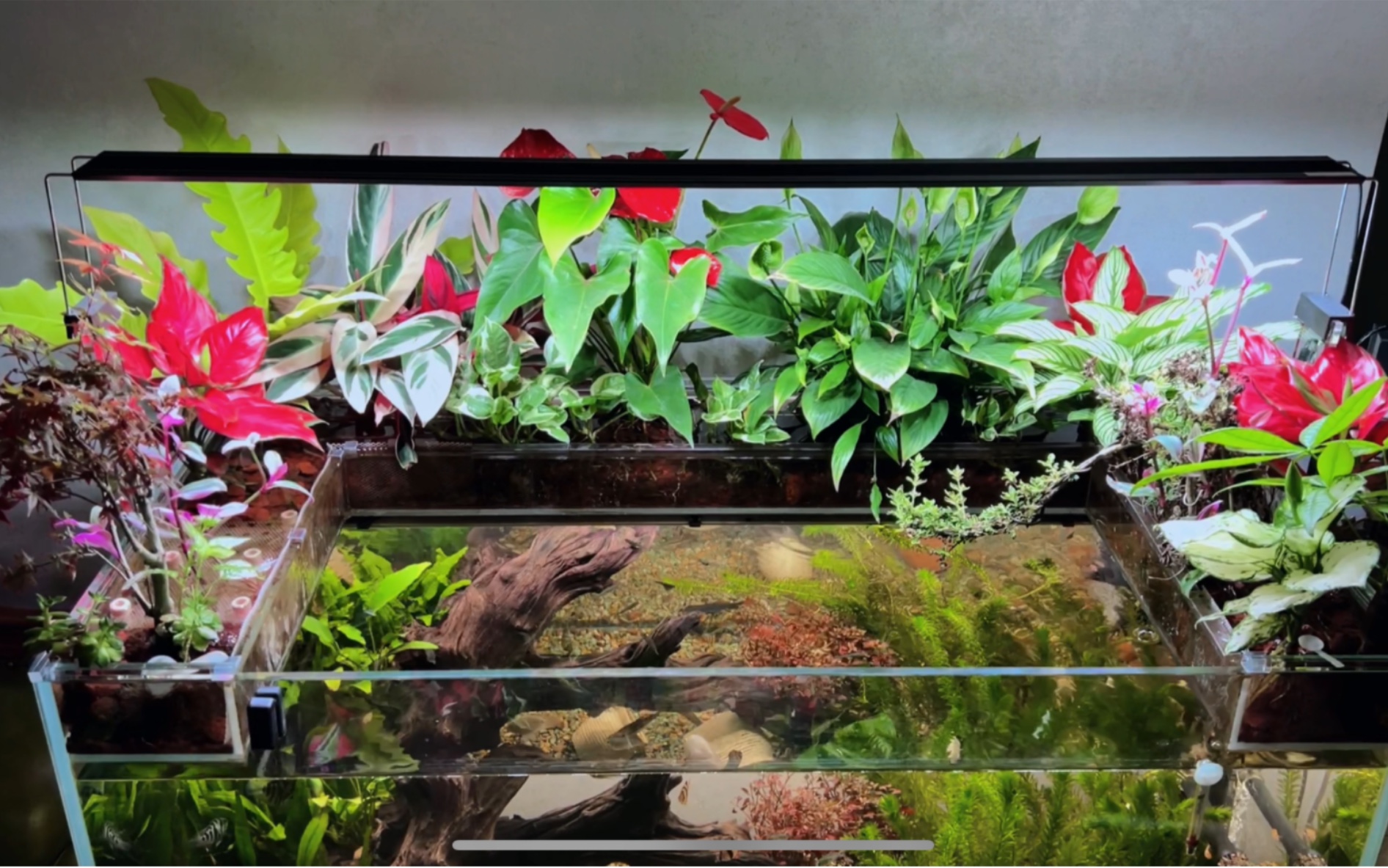 水培植物生态缸教程(五):灯光的选择,不用买贵的