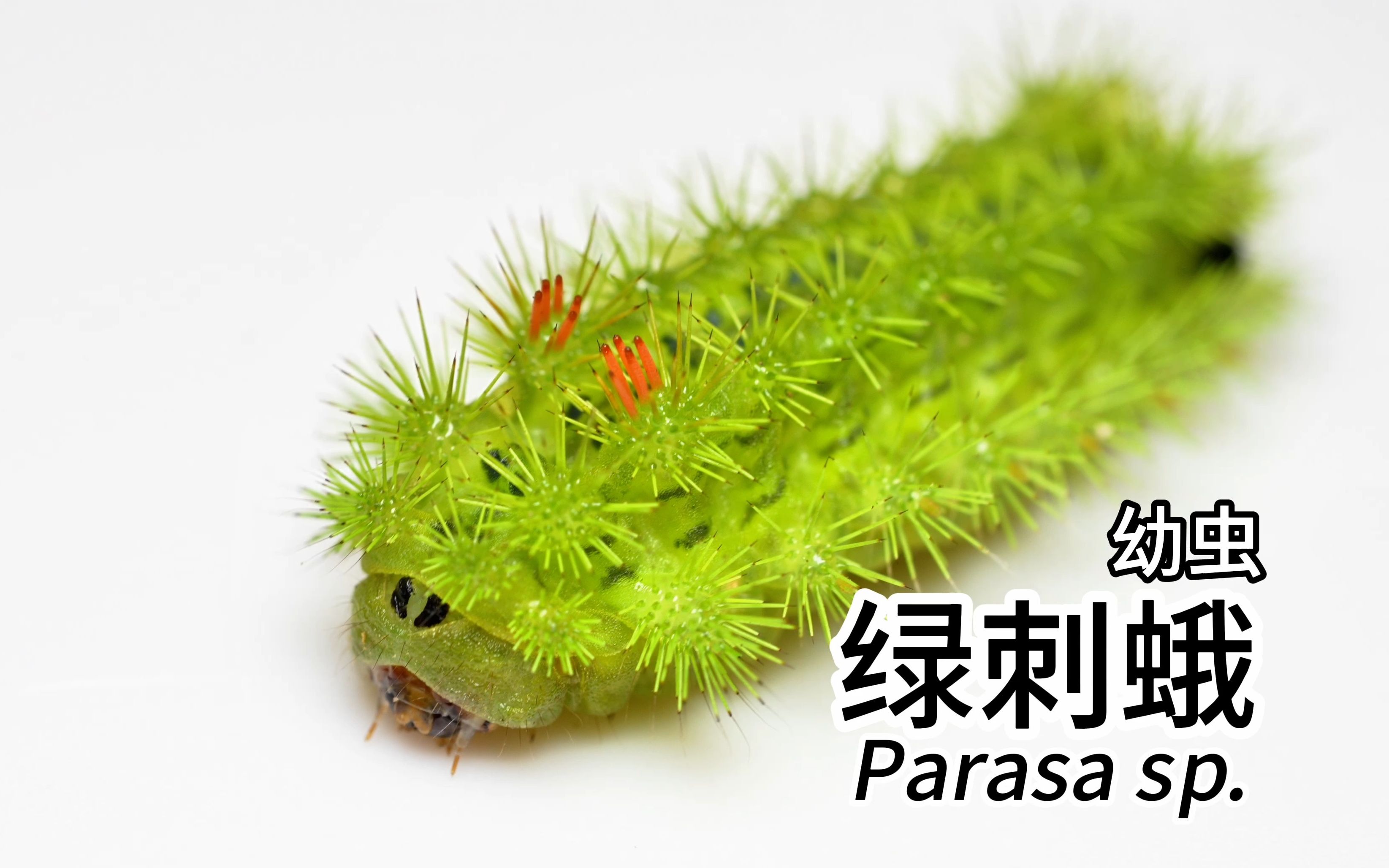 [4k]绿刺蛾 parasa sp 幼虫