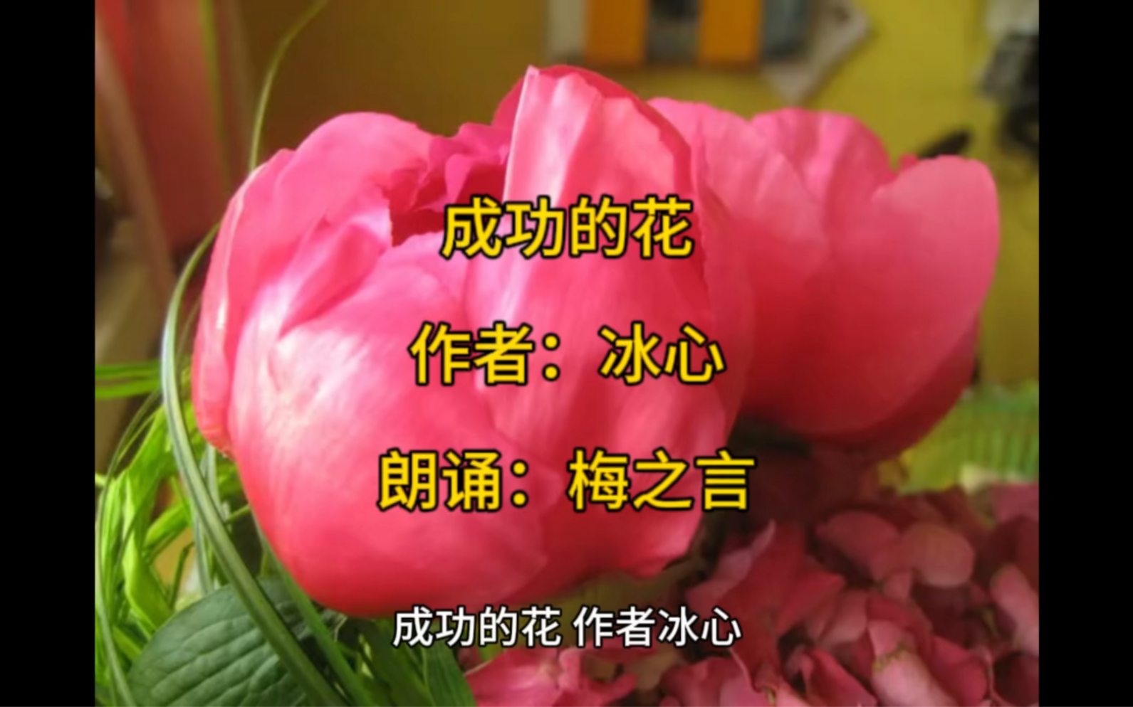 冰心写的成功的花图片