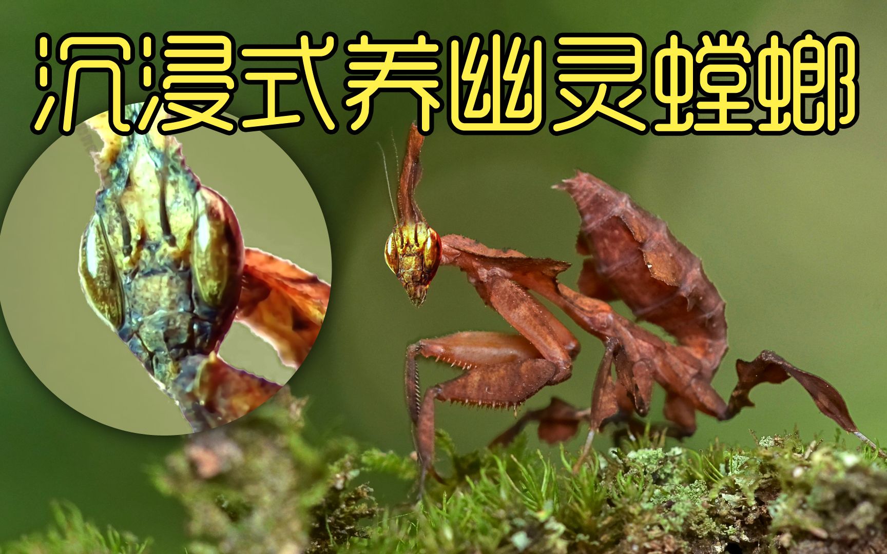 沉浸式养幽灵螳螂,养一只长相和外星人很像的螳螂,竟然挺好养-wpxwly