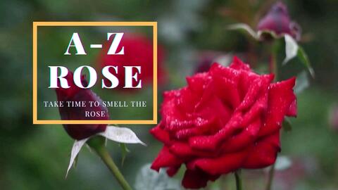 A To Z英文词汇百科 玫瑰花rose 哔哩哔哩 A To Z英文词汇百科 玫瑰花rose 哔哩哔哩