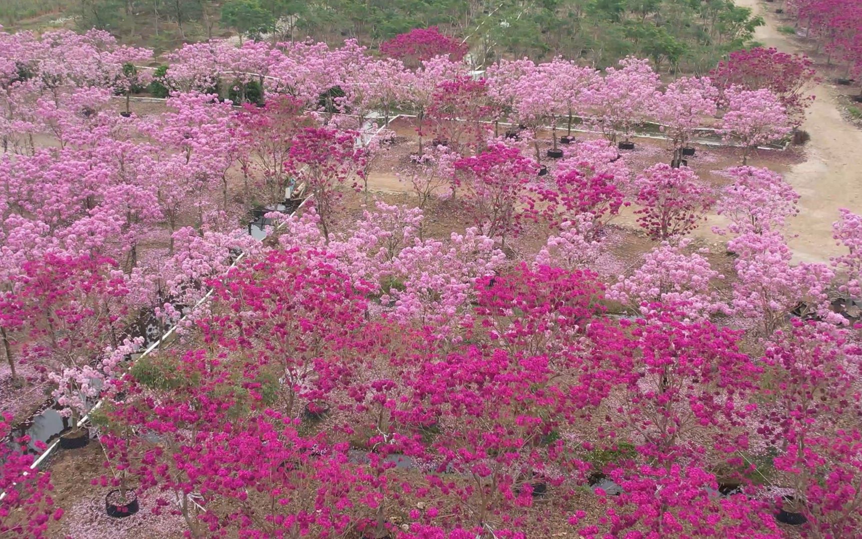 中山市2023春暖花开网红点航拍哔哩哔哩bilibili