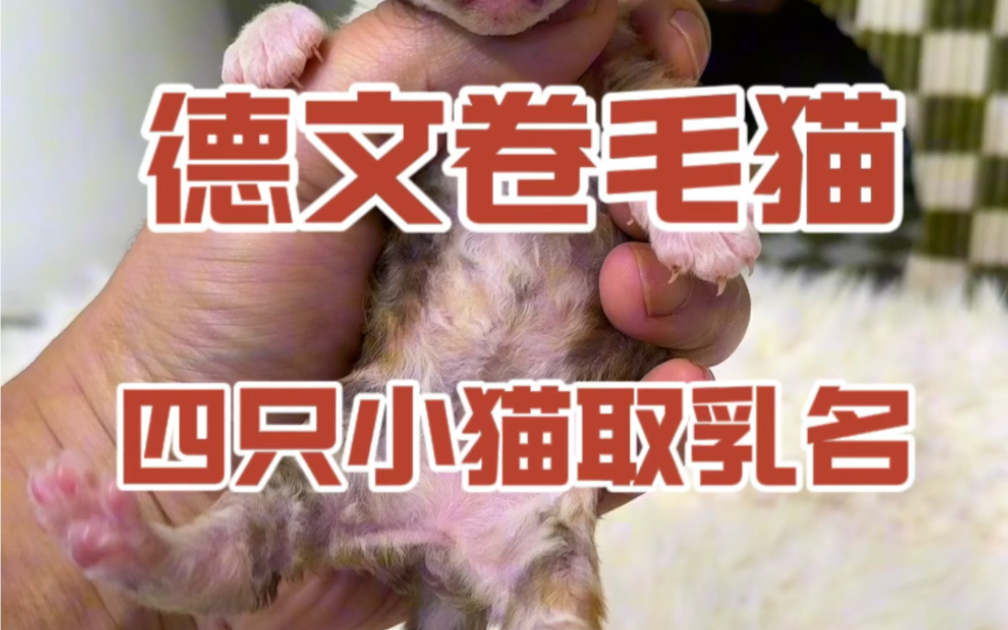 如何给德文卷毛猫取个响亮的乳名哔哩哔哩bilibili