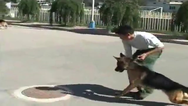 训犬一点通官网卡斯罗犬怎样训练新概念训狗教学哔哩哔哩bilibili