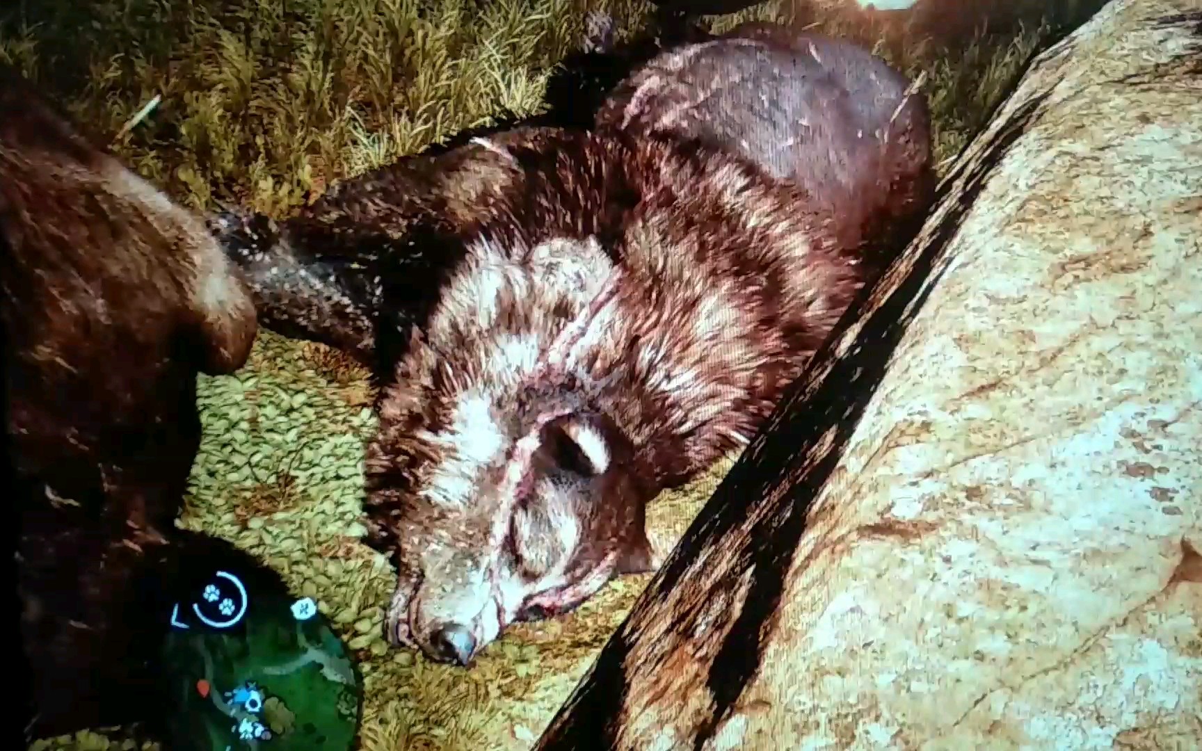 孤岛惊魂 原始杀戮 卡出一只野生巨疤熊