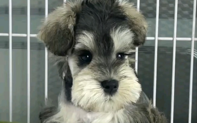 北京犬舍超小体椒盐色雪纳瑞