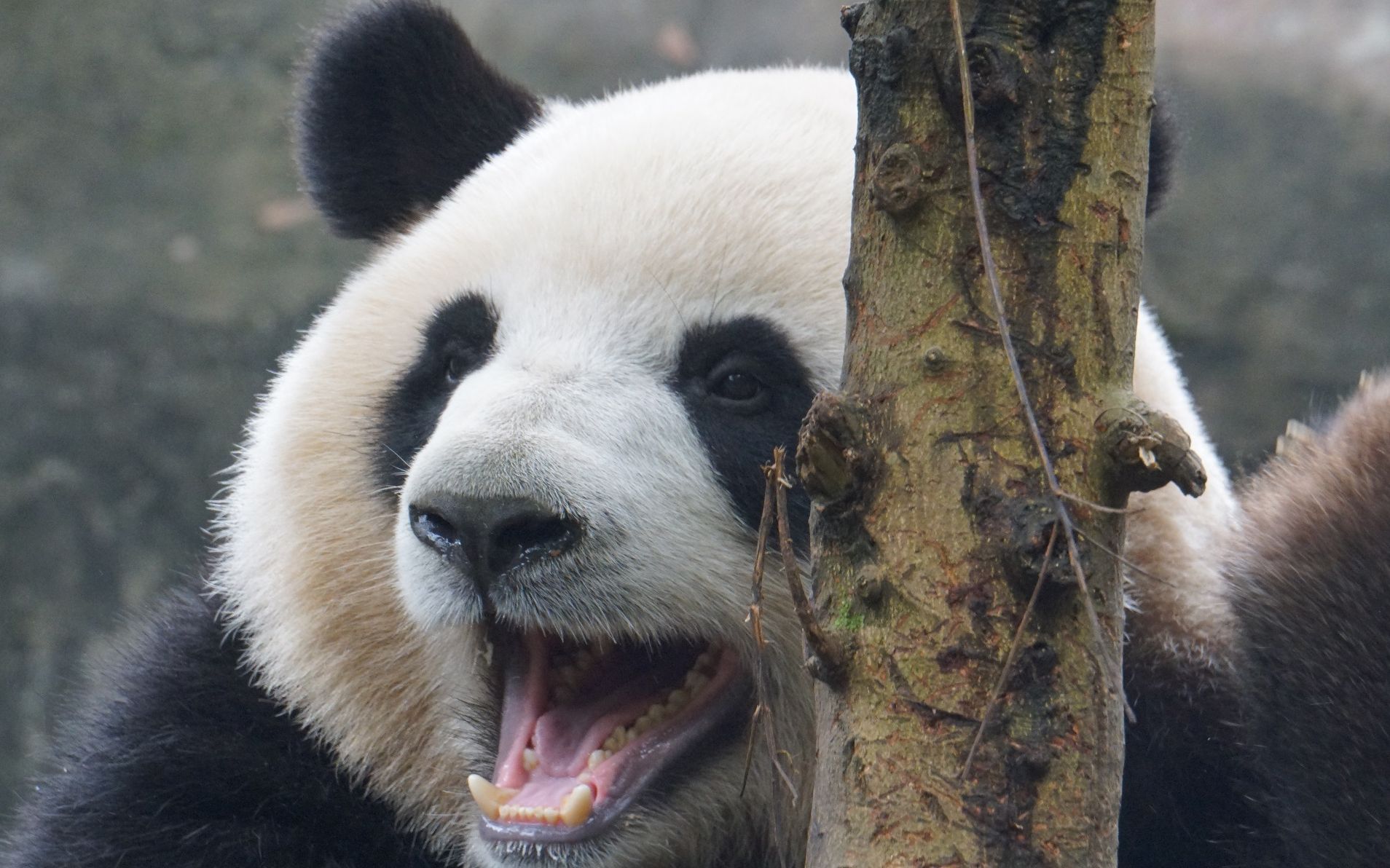 大熊猫凶猛图片
