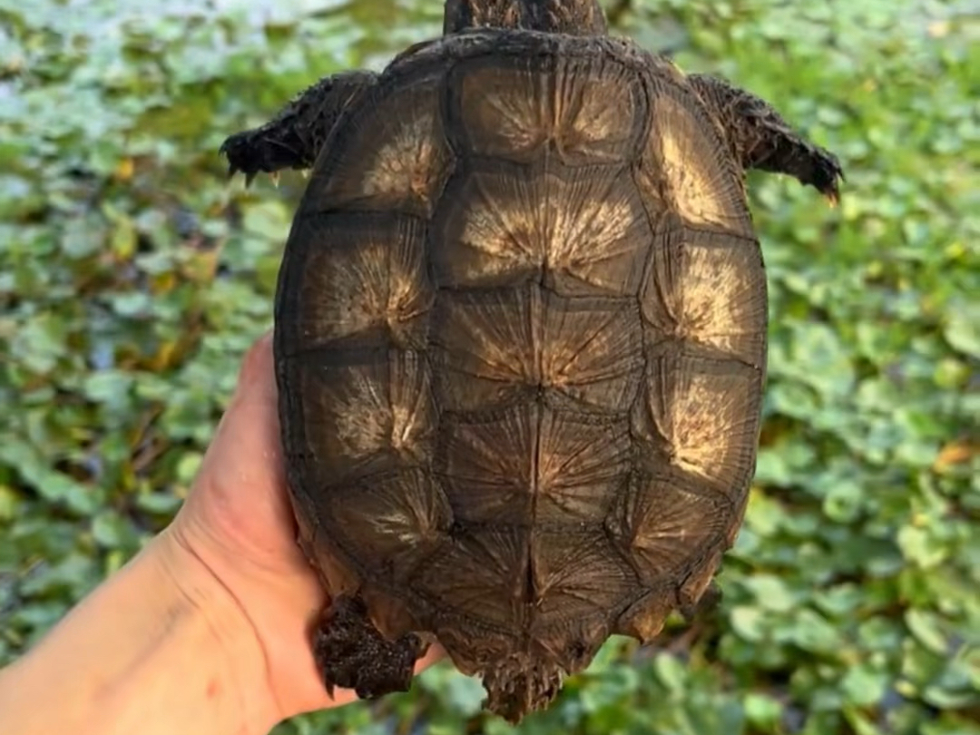 佛州拟鳄龟的品相畸形化!