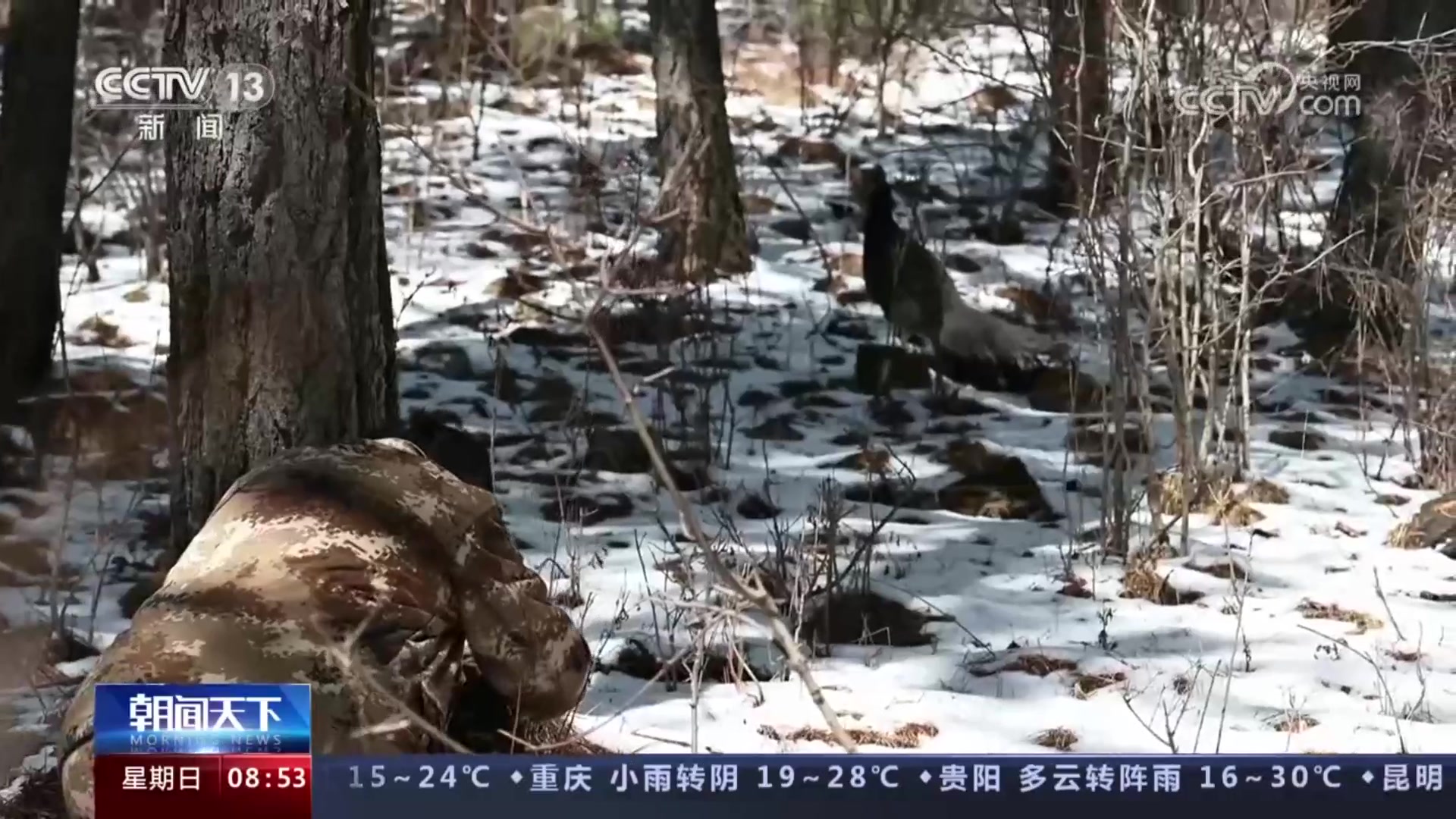 山西沁源 “天降”奇鸟 为一级保护动物褐马鸡(5月22日 国际生物多样性日)哔哩哔哩bilibili