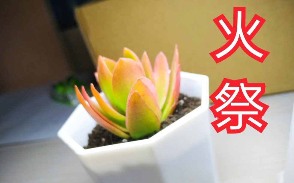 [图]你可曾听闻一种叫“火祭”的多肉植物