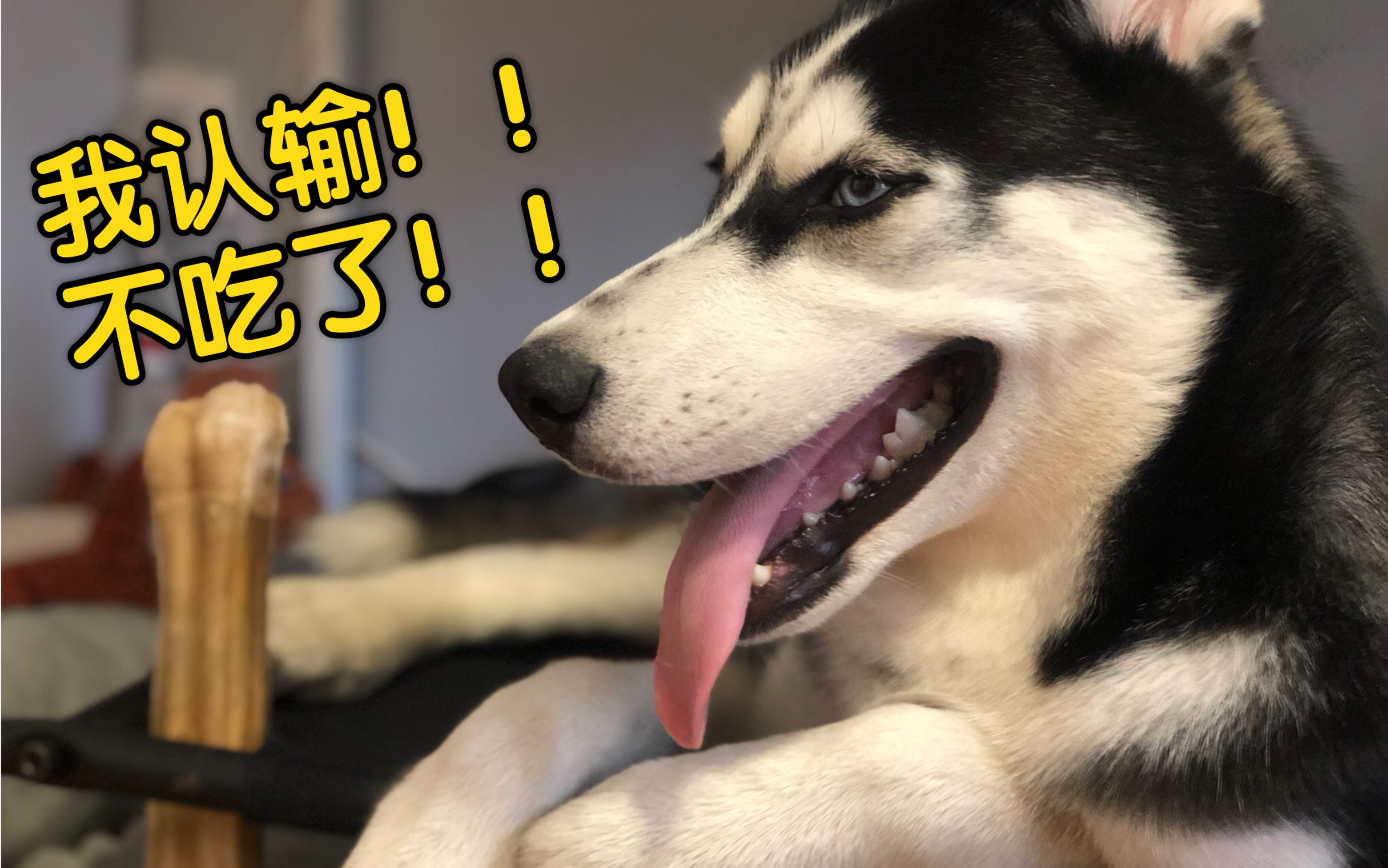 【哈士奇】如此美食二哈竟然选择放弃?