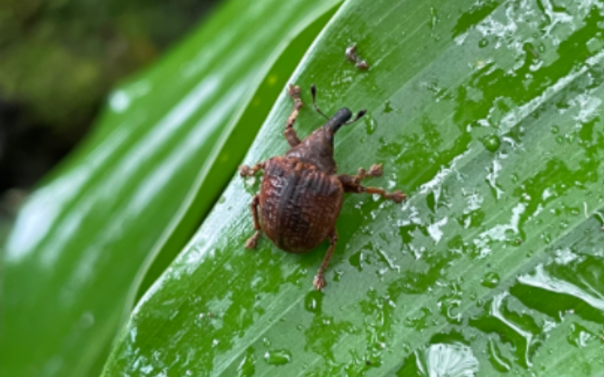 婆罗洲影棚系列(11)象甲
