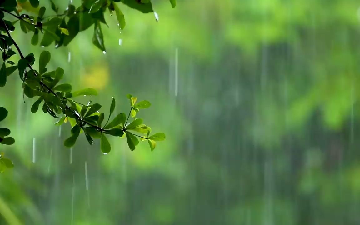 [图]【2小时】听大自然的声音！森林里的雨声让心灵和眼睛平静