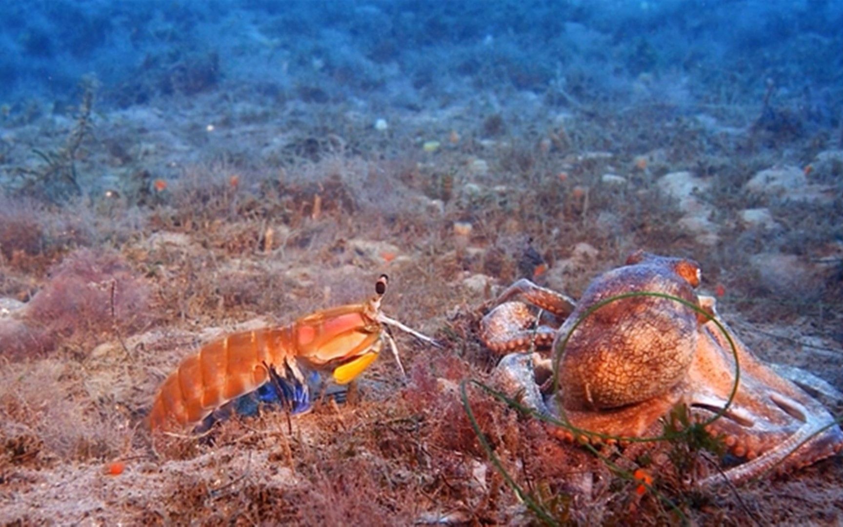 海底大章鱼螳螂虾and蟹
