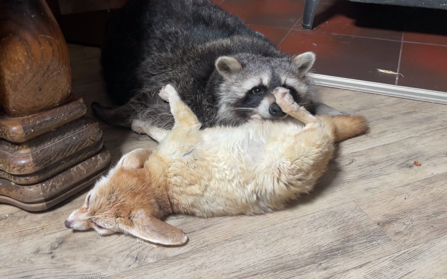 浣熊和狐狸一起打盹,但狐狸不太乐意