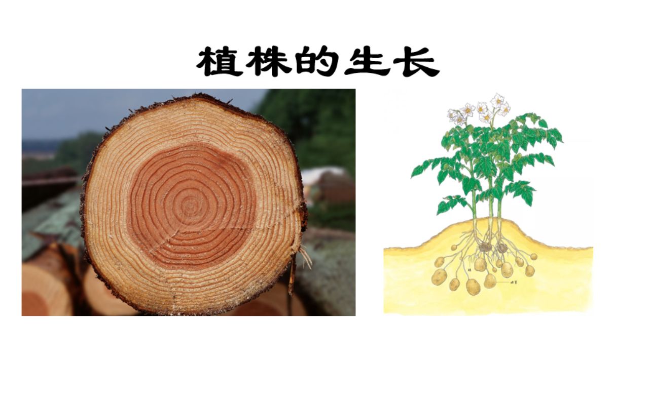 [图]人教版 七年级 初一生物上册 第三单元 生物圈中的绿色植物 第二章 被子植物的一生 第二节 植株的生长