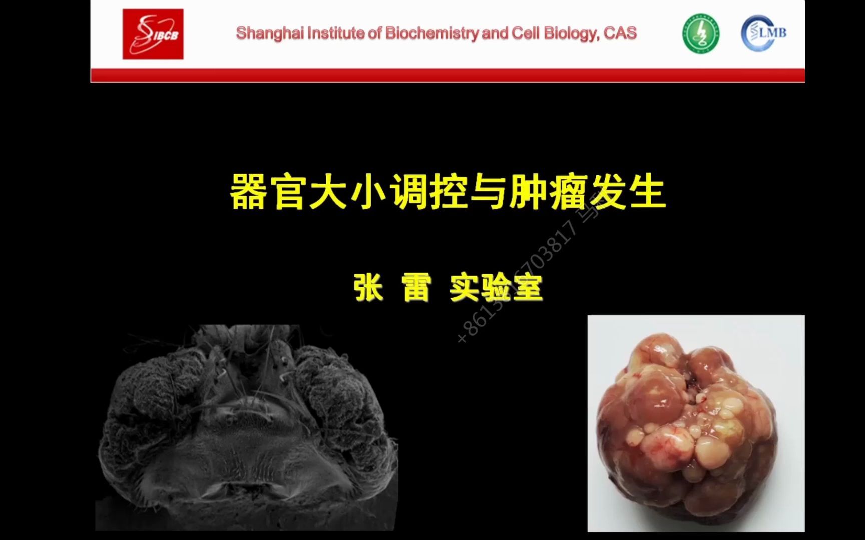 张雷课题组:器官大小调控与肿瘤发生 @上科大生命学院/中国科学院分子细胞科学卓越创新中心哔哩哔哩bilibili