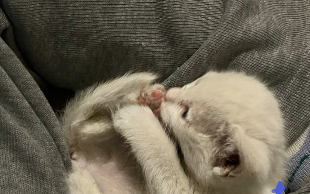 进来看小猫咪舔脚脚