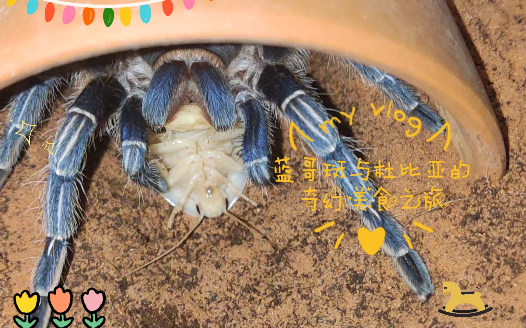 蓝哥斑与杜比亚的奇幻美食之旅:尝遍未知的美食宝藏