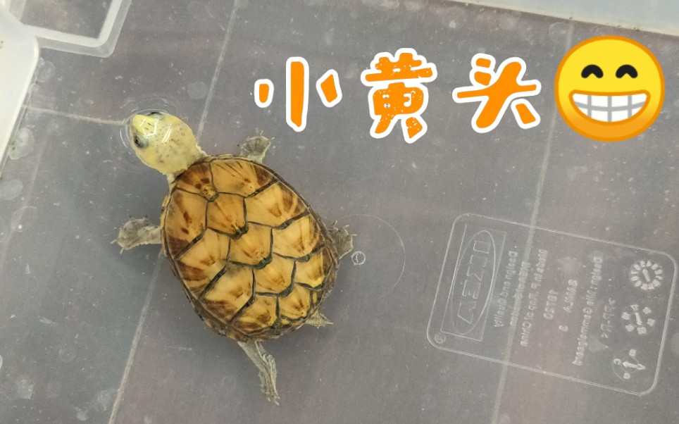 活动作品变异果核龟好友家的小龟龟头色好黄好暴力哦66