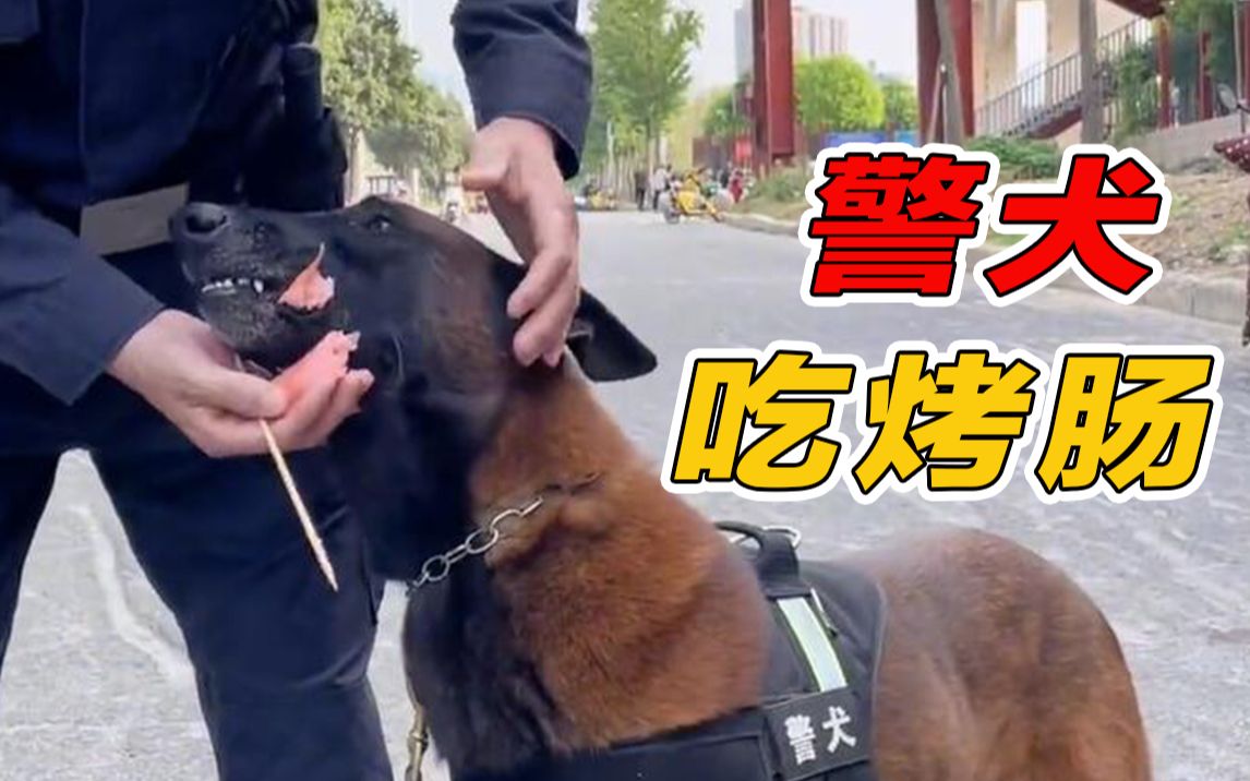 警犬吃烤肠,谁还不是个宝宝?哔哩哔哩bilibili