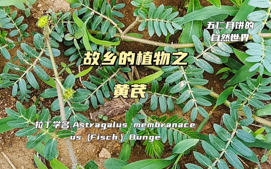 黄芪,故乡的植物,名贵的中药哔哩哔哩bilibili