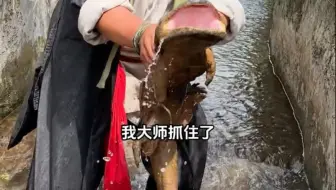 娃娃鱼，红焖娃娃鱼