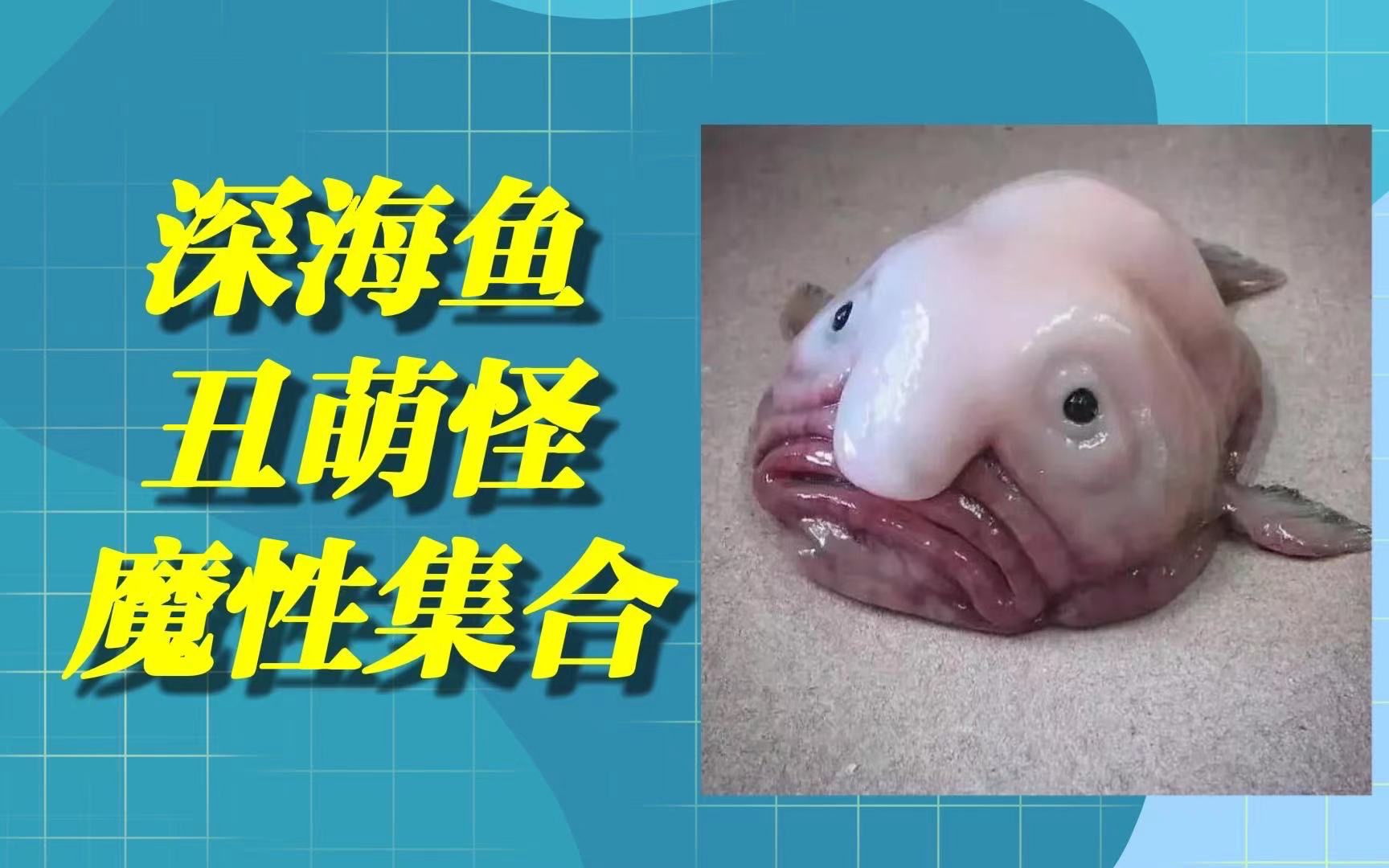 神奇生物鉴定之魔性深海鱼 丑萌怪谁是你的菜