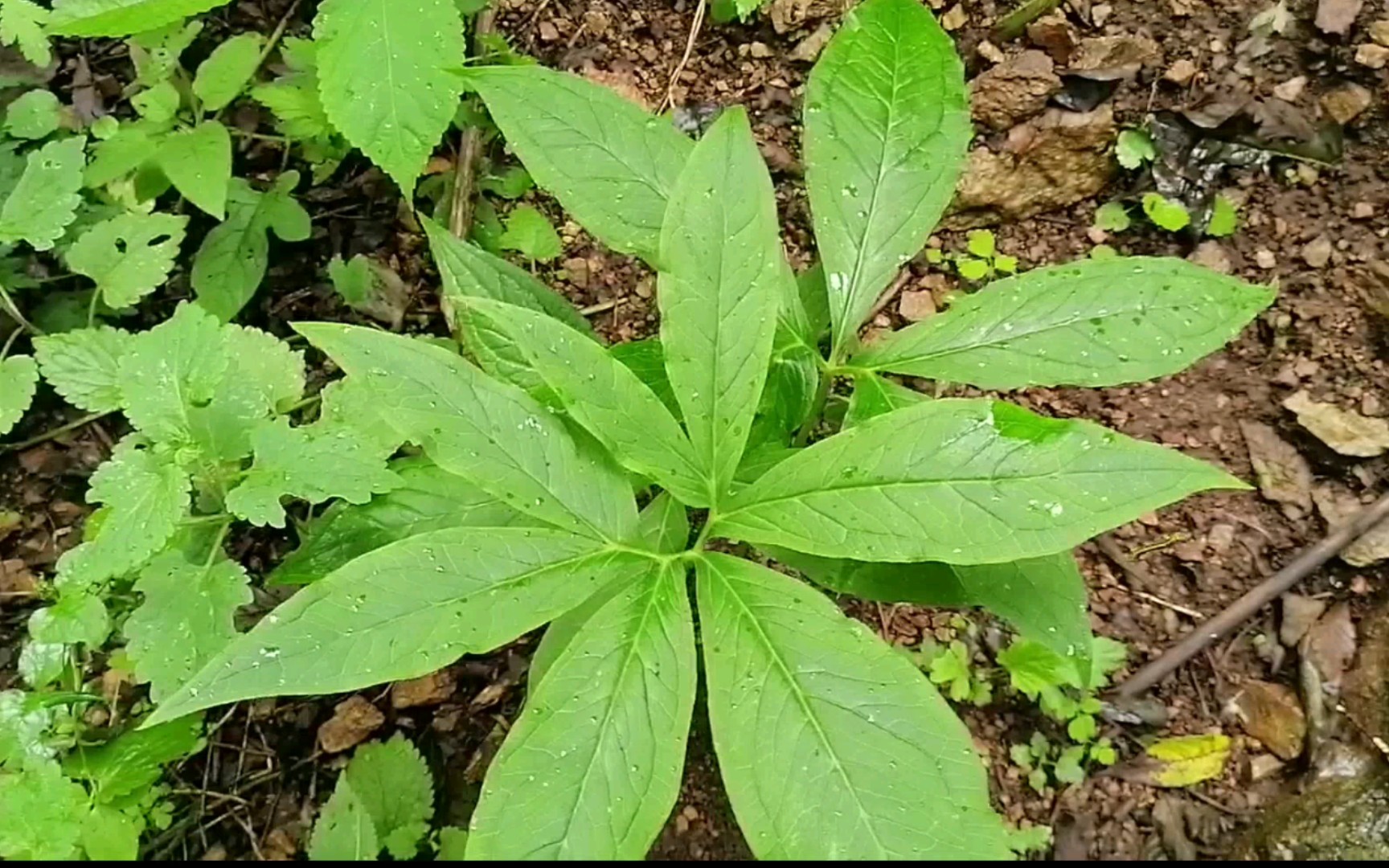 农村生活|野生名贵中药材 七叶一枝花(重楼)纯野生的