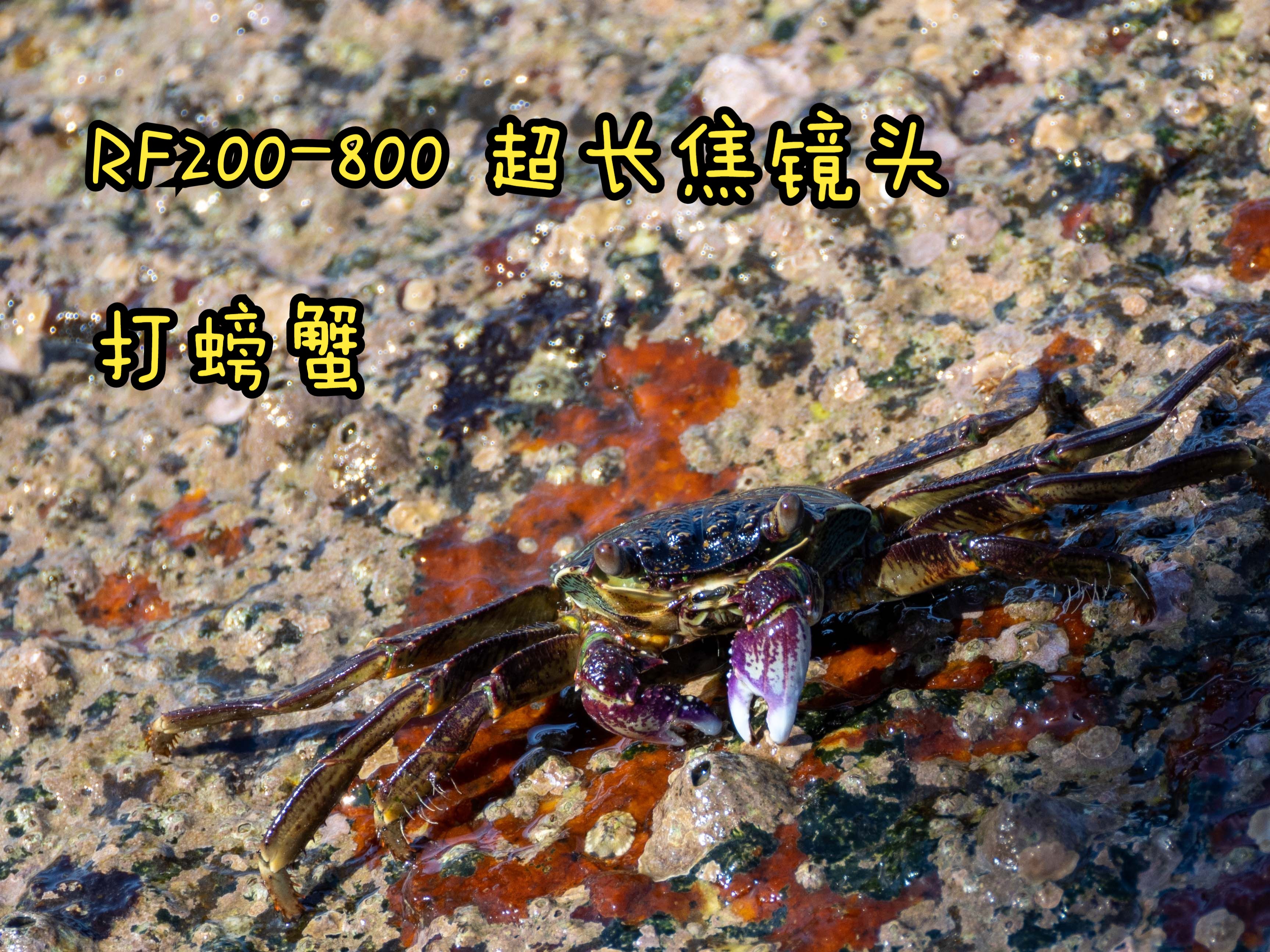 体验不一样的rf200-800,海边螃蟹特写