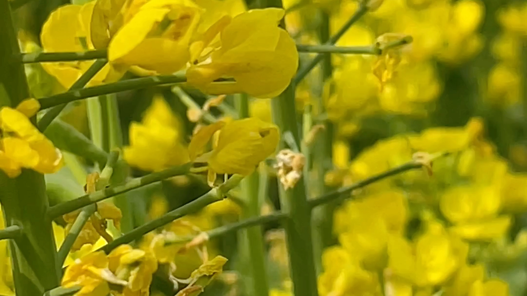 [图]2022年春天的田野 油菜花