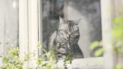 Kose 雪肌精含猫广告enriched滋润版化妆水 新垣結衣30s Cm 哔哩哔哩 Kose 雪肌精含猫广告enriched滋润版化妆水 新垣結衣30s Cm 哔哩哔哩