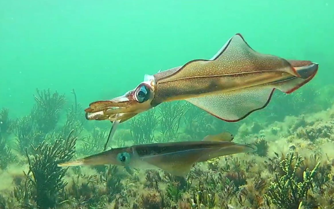 枪鱿科鱿鱼的繁殖