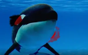 Скачать видео: 囚禁在水族馆里虎鲸的13个残酷真相。希望看完之后大家能尽量别去看虎鲸表演。