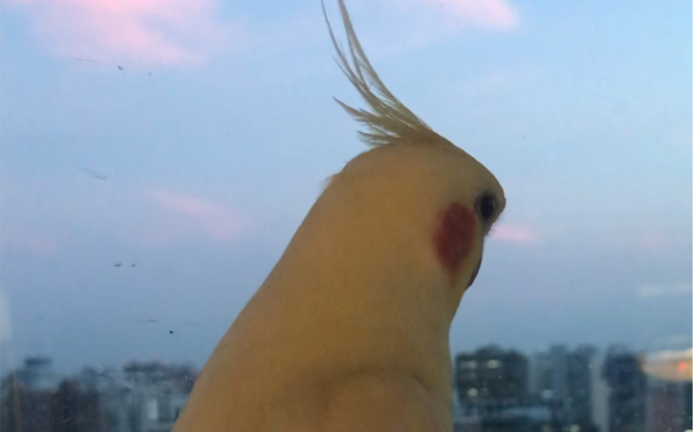 玄凤鹦鹉吹口哨音频图片