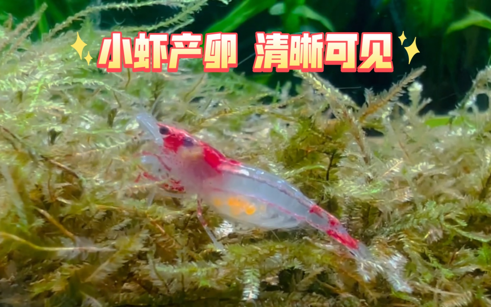 这只透明虾也要产卵了 开心坏了