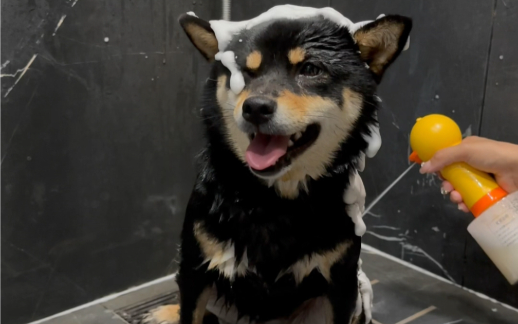 又是一只新新的黑八嘎啦!#柴犬 #黑柴 #狗狗洗澡