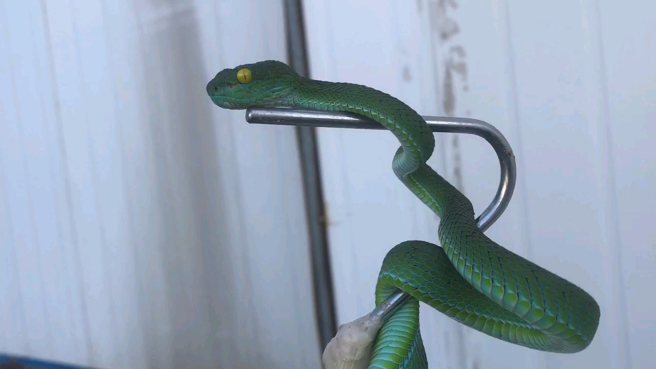 大眼竹叶青-原相机拍摄