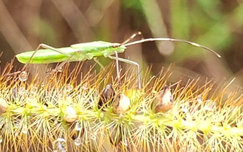 [图]狗尾草上的中稻缘蝽