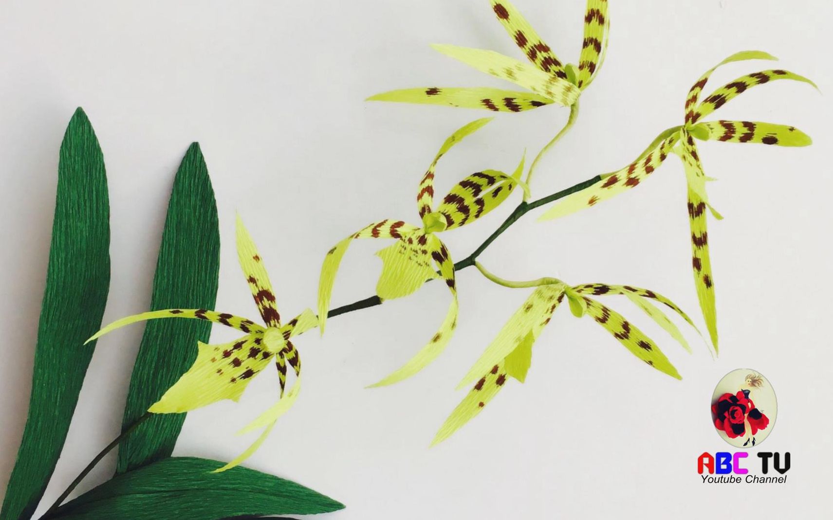 abc tv 皱纹纸花艺 巴西兰花