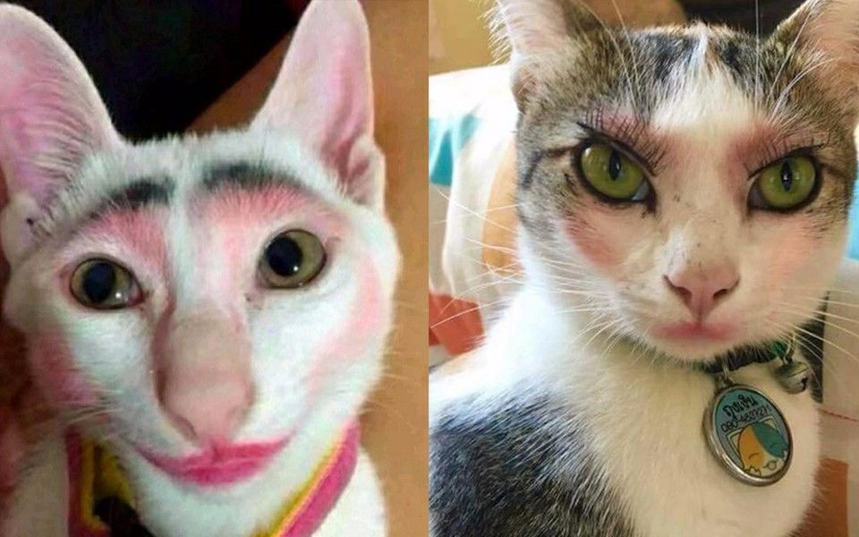 铲屎官给猫咪化的妆,充满乡土气息,猫咪不要面子的嘛?