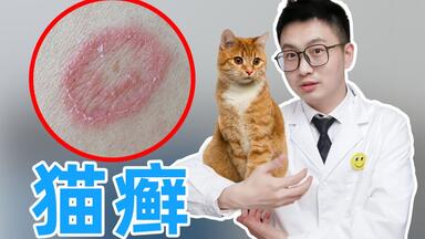撸猫有风险，当心传染癣