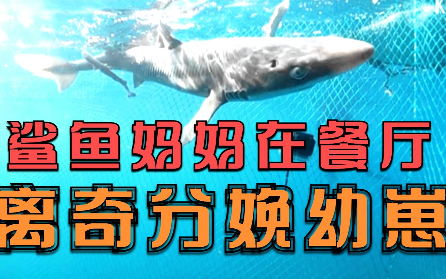 在餐厅分娩的鲨鱼妈妈,跟幼崽一起被送回海洋,究竟是否能存活