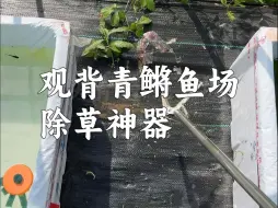 下载视频: 观背青鳉鱼场的除草神器