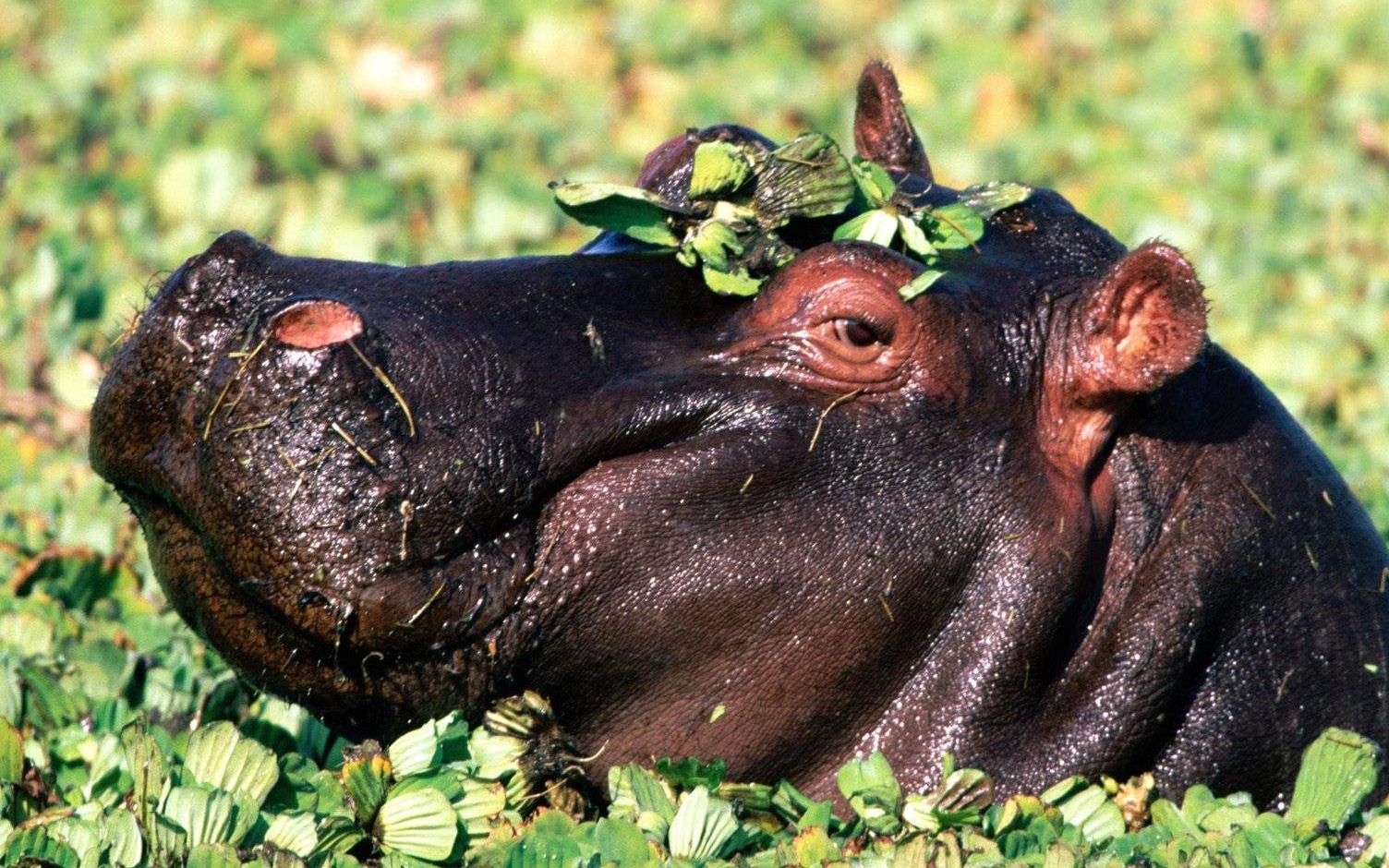 非洲水牛vs河马 这水牛胆子有点肥啊