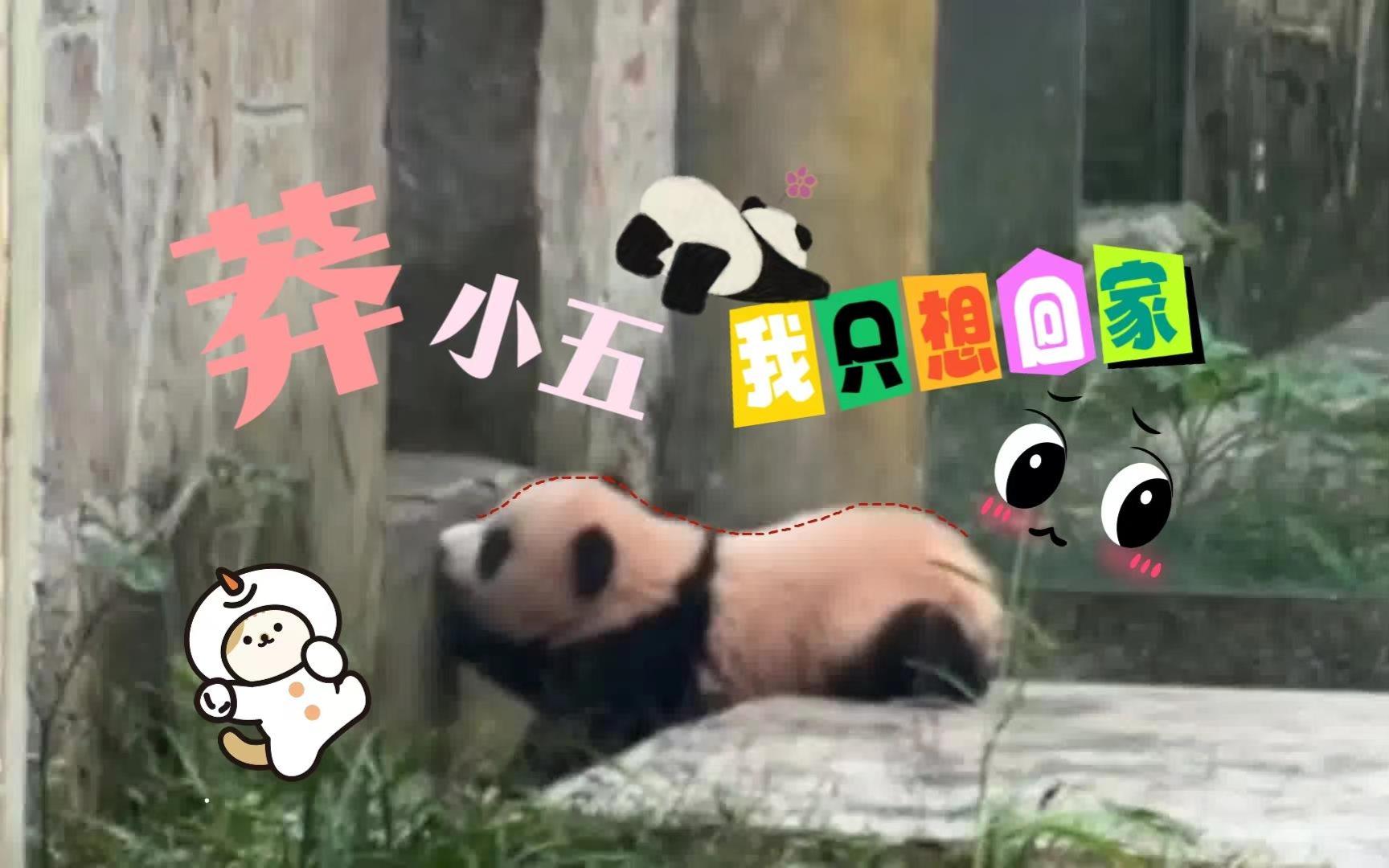 【莽小五】谁都不要阻拦我想下班的路,你可以帮帮他吗?