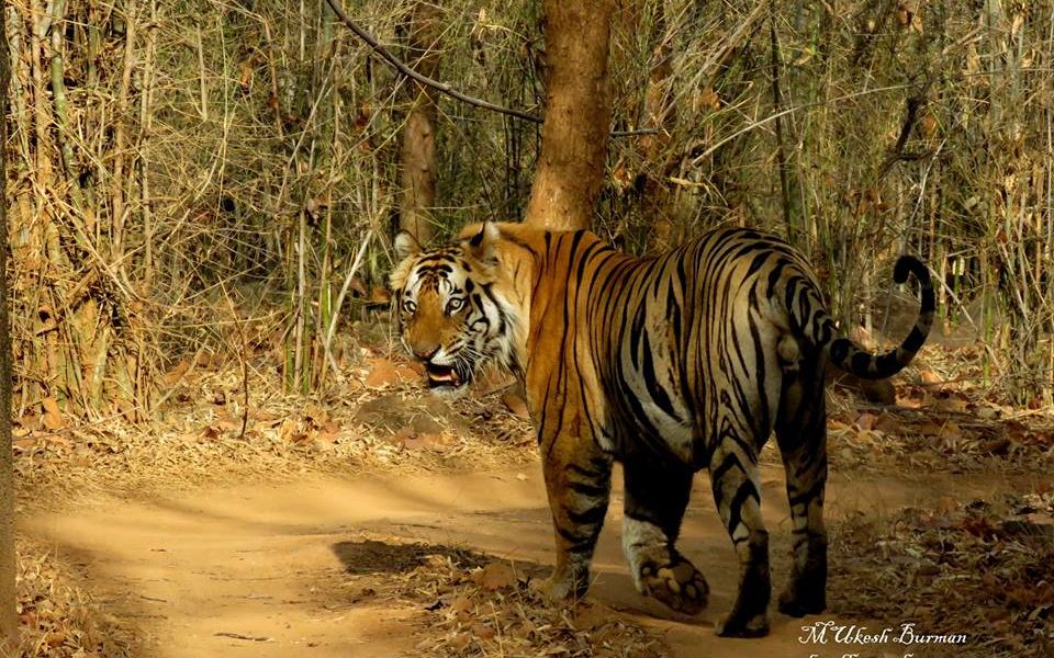 Tiger (Panthera tigris) Pictorial - Page 6 - Carnivora