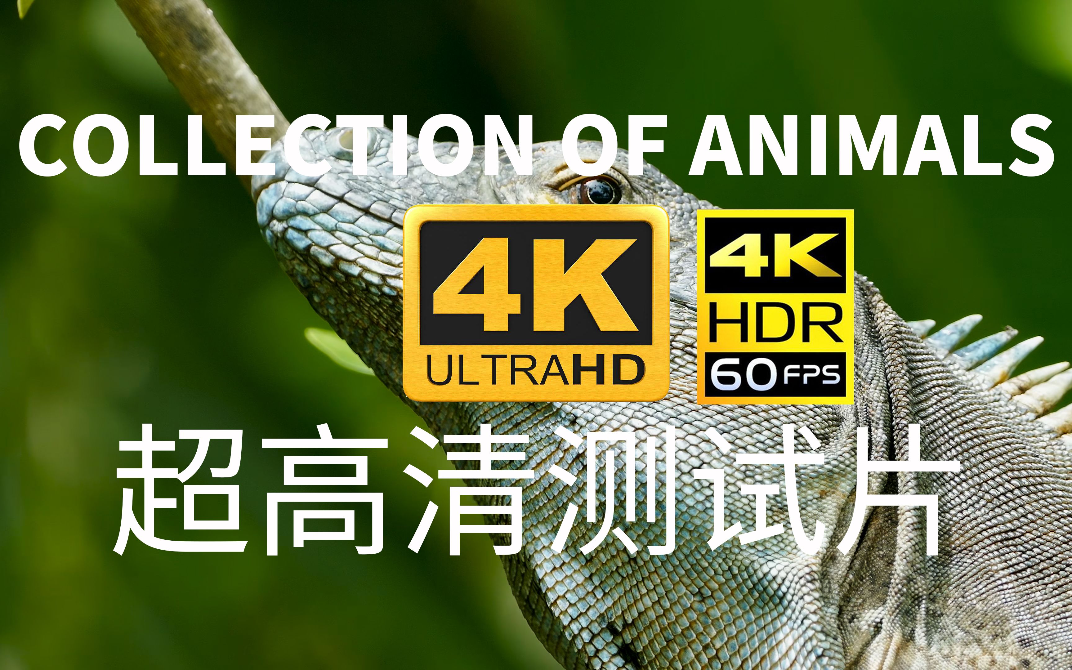 collection of animals 4k hdr 60fps(封面自制内容转载侵删,下载请看